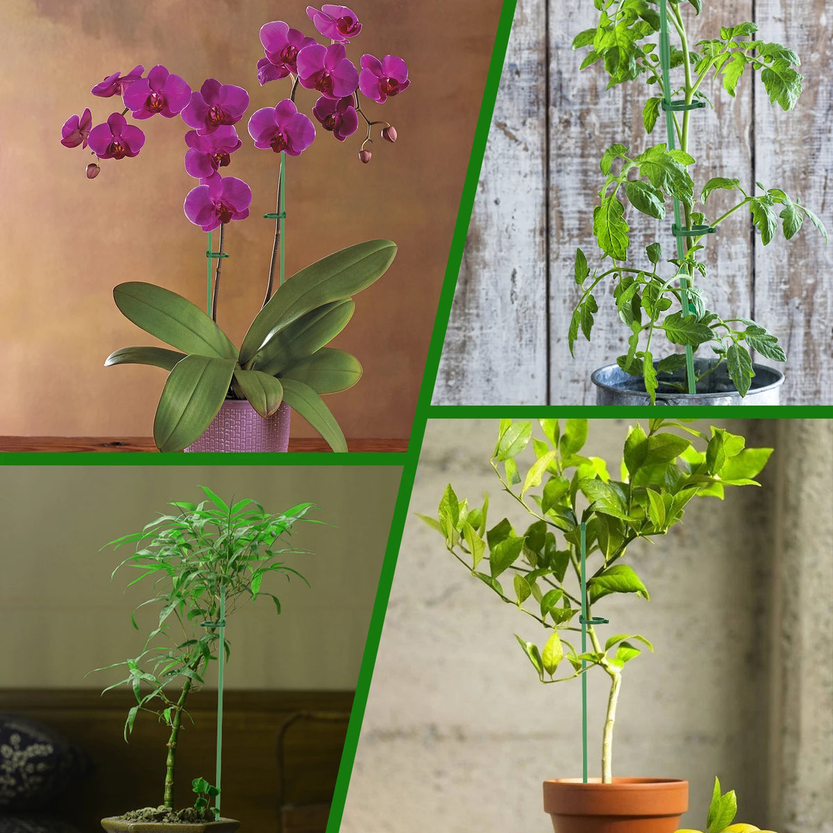 supports plantes vert ajustables moderne boucles élastiques connecteurs pliables protection fleurissance jardin intérieurextérieur