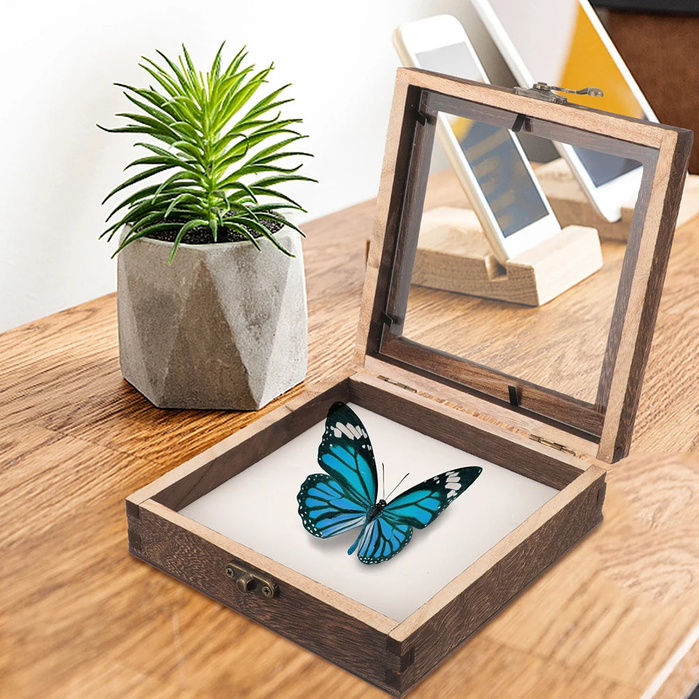 boîte exposition insectes bois marron clair fenêtre verre papillon bleu texture bois naturelle retro