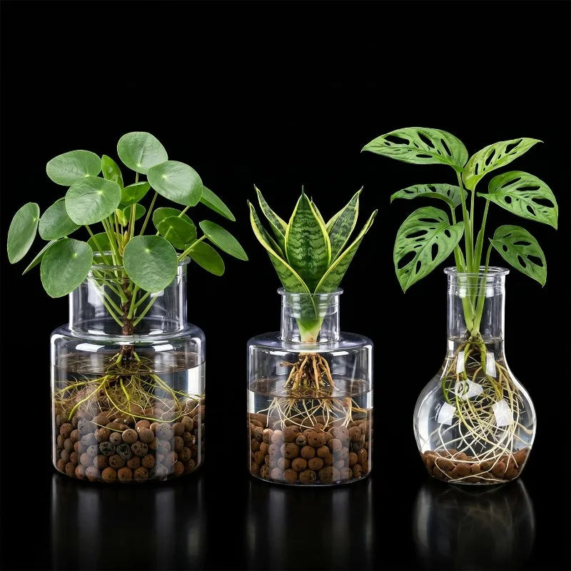 pot hydroponique transparent moderne plante propagation sans motif très clair