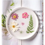 fleurs séchées plantes écologiques intérieur anniversaire baby shower exposition minimalistes cartes postales ornementales fixations