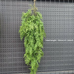 plantes suspendues vigne feuilles vertes rustiques extérieures accrochées naturellement exposéesextérieur decoration