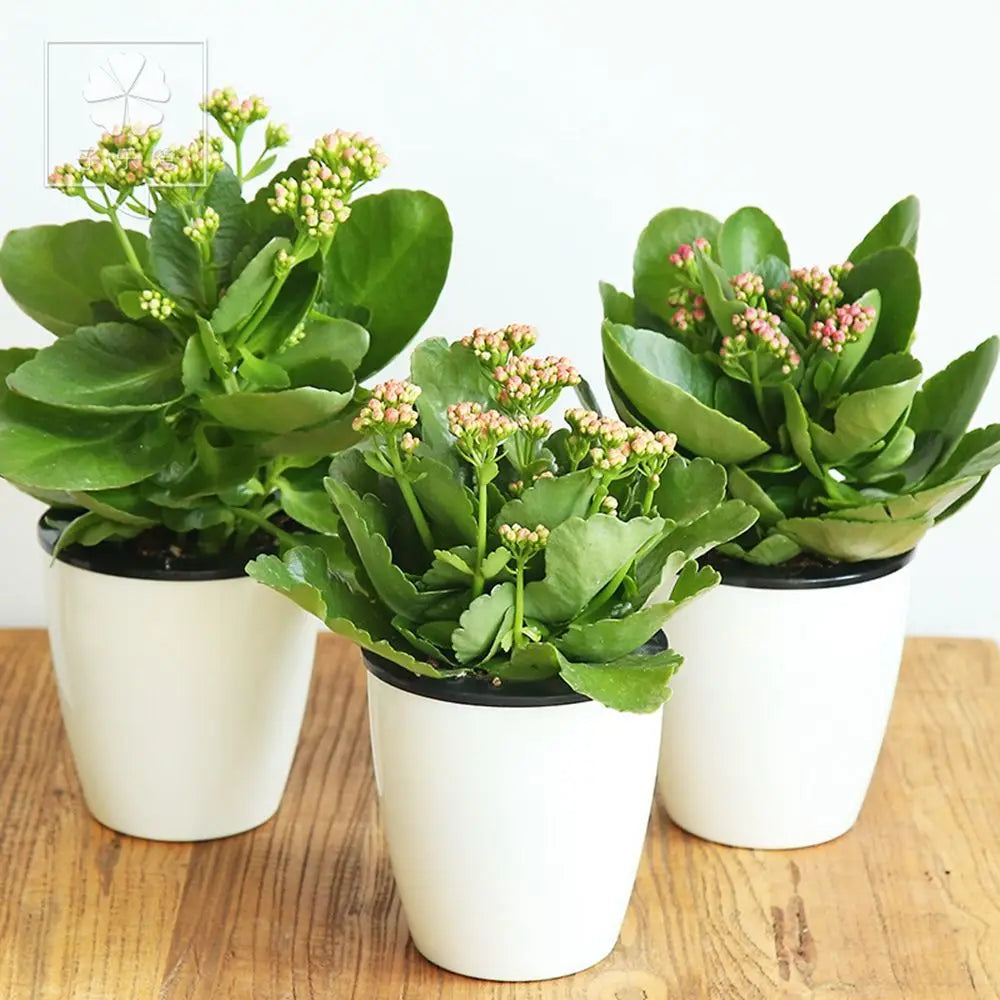 pots fleurs résine moderne blanc noir paniers intérieurs grilles tailles variéesDecorationBureauJardinHomeOfficePlantesVerdes