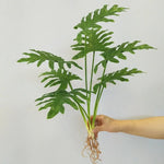 plantes artificielles vertes feuilles larges moderne decoration intérieure feuilles nervures perforations racines apparentes minimaliste