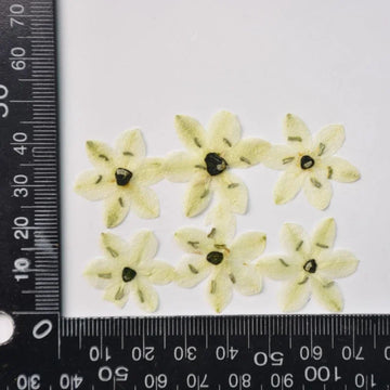 fleurs séchées décoratives vert clair jaune pâle naturelles miniatures décoration intérieure bricolage bijoux