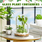 terrarium moderne transparent verre base vase plantes maison cloche