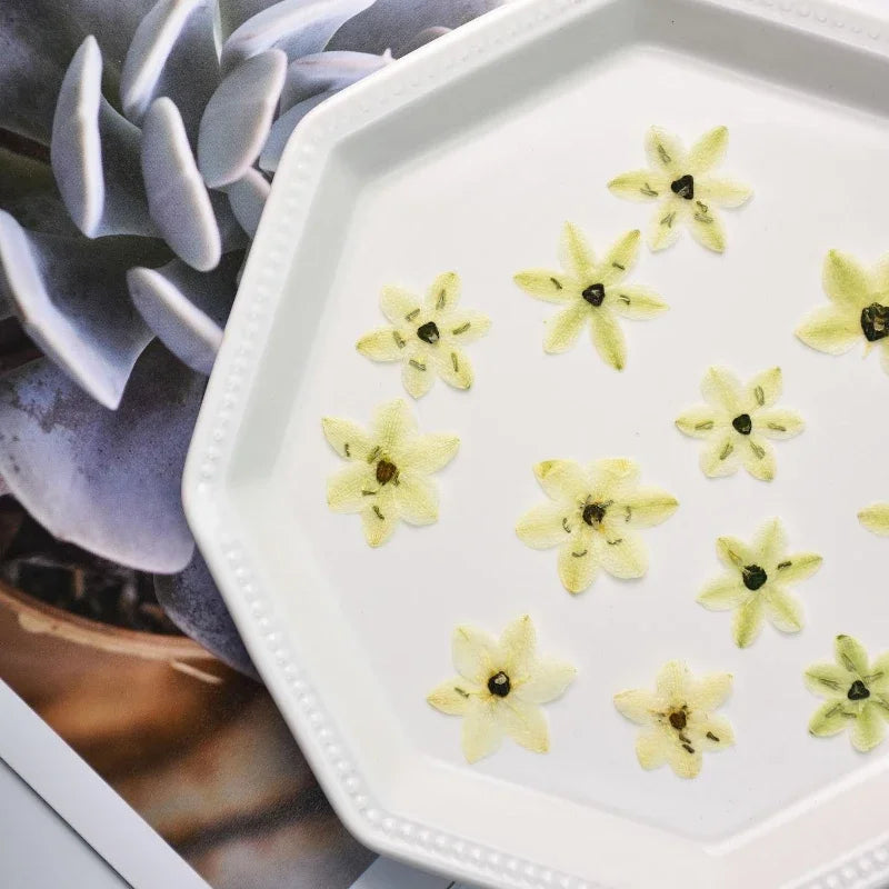 fleurs séchées décoratives vert clair jaune pâle naturelles miniatures décoration intérieure bricolage bijoux