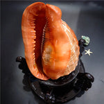 coquilles mollusque naturelles orange rayées décoration intérieure méditerranéenne ornementales 10 18cm