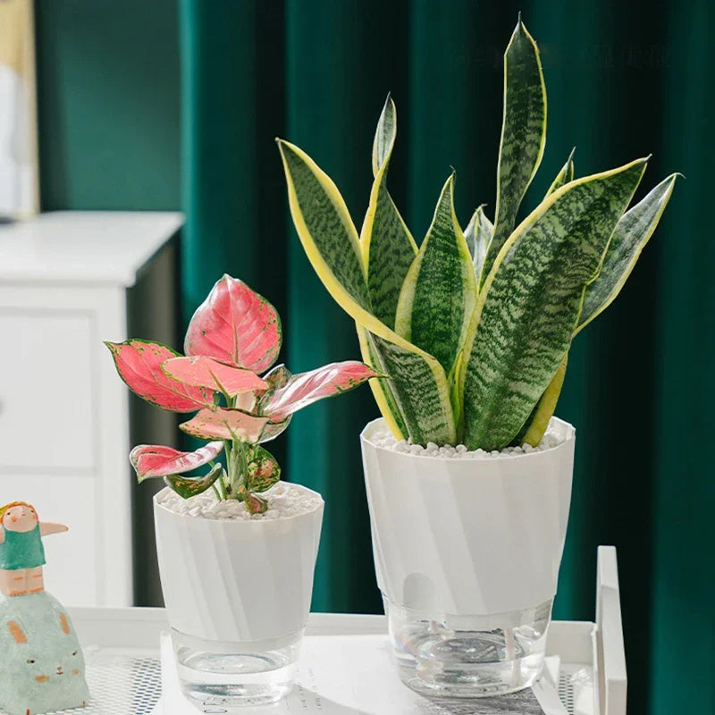 Pot plante moderne blanc ridge verticale auto arrosage transparent hydroponie fleur verte