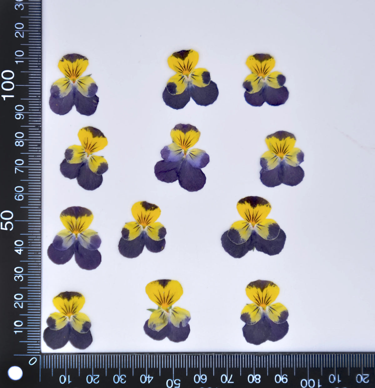 fleurs séchées violettes jaunes décoratives bricolage résine bijoux étui téléphone maquillage pétale simple naturel