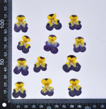 fleurs séchées violettes jaunes décoratives bricolage résine bijoux étui téléphone maquillage pétale simple naturel