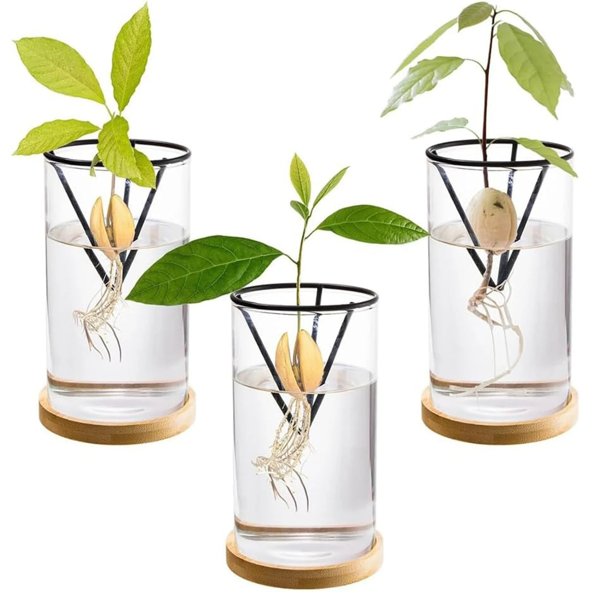 Kit germination avocat vase verre transparent support métallique soucoupe bois plante feuilles vertes cactus