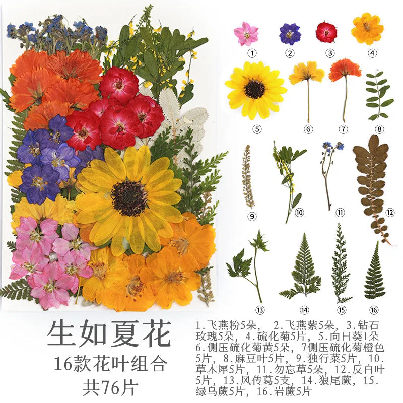 fleurs séchées multicolores naturelles variées feuilles séchées décor maison artisanat enfant autocollants journal