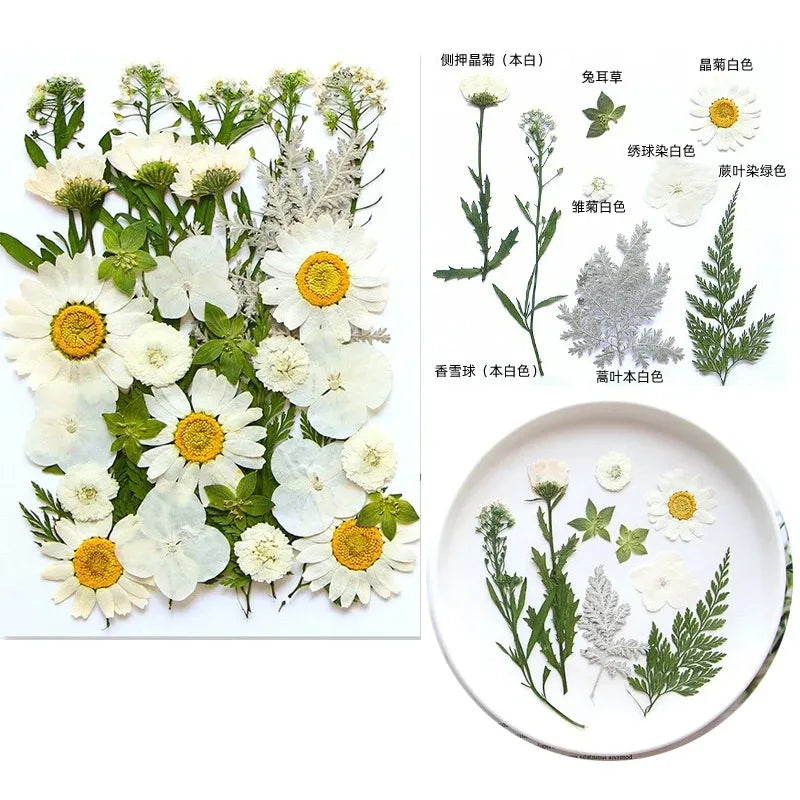 fleurs séchées multicolores variées naturelles scrapbooking décoration maison artisanat DIY