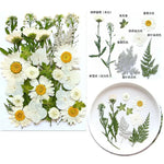 fleurs séchées multicolores variées naturelles scrapbooking décoration maison artisanat DIY