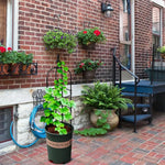 support plante grimpante noir structure métallique cercles horizontaux classiqueextérieurintérieur floral decoration