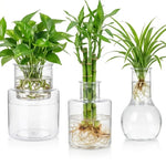 pot hydroponique transparent moderne plante propagation sans motif très clair