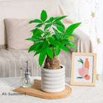 pots fleurs intérieures blancs moderne rayures horizontales plastique jardinerie légumes