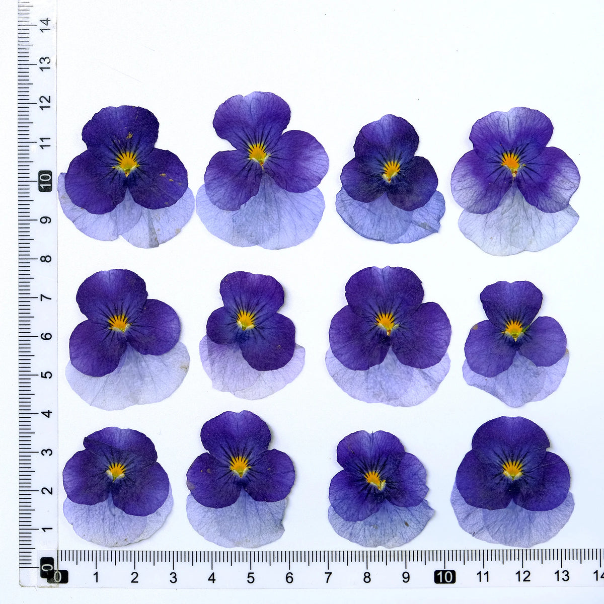 fleurs séchées violettes jaunes décoratives bricolage résine bijoux étui téléphone maquillage pétale simple naturel