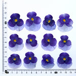fleurs séchées violettes jaunes décoratives bricolage résine bijoux étui téléphone maquillage pétale simple naturel