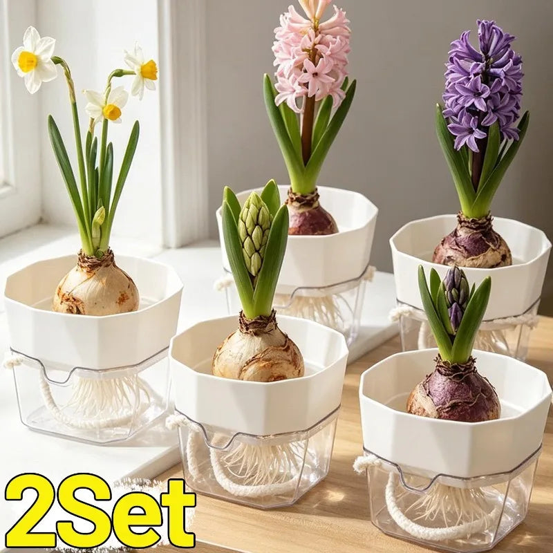 pots hydroculture transparents racines visibles narcisses jacinthes tulipes moderne minimaliste