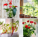piquet transparent rayé moderne sucre gâteau décoration noël mariage fêtes piquets acrylique polyvalents plantes