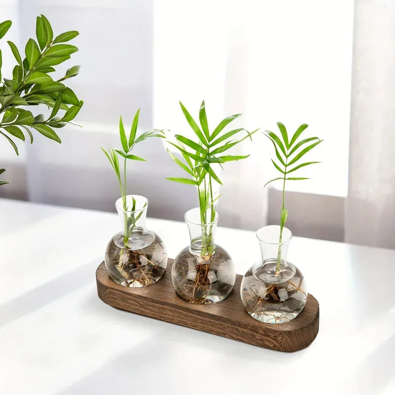 vases transparents modernes plantes verre simple domicile bureauintérieur décoration hydroponique
