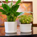 pots fleurs modernes blancs soucoupe plante verte intérieur extérieur hexagon rond polygonaux