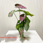 décoration murale moderne plante artificielle feuilles vertes racines apparentes salon chambre coucherextérieur
