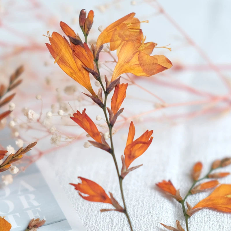 décoration intérieure plante séchée fleurs orchidée feuilles vertes orange diy cadre photo