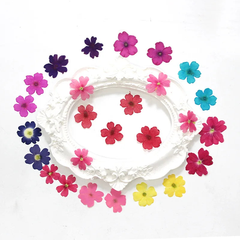 décoration maison assortiment fleurs séchées naturel rose violet bleu rouge ornements diy crafts artisanal