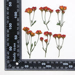 fleurs séchées rouge rose violet bleu jaune feuilles vertes décoration maison scrapbooking diy