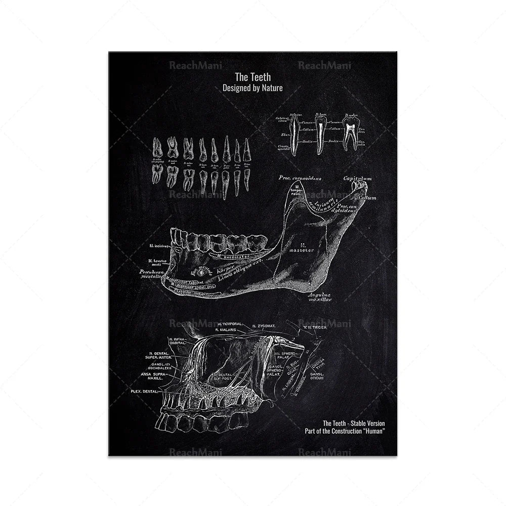 L'image montre des illustrations détaillées des dents, avec des étiquettes décrivant leur structure et leur fonction. Il s'agit d'une représentation anatomique de la dentition humaine, conçue par la nature.