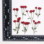 fleurs séchées rouge rose violet bleu jaune feuilles vertes décoration maison scrapbooking diy