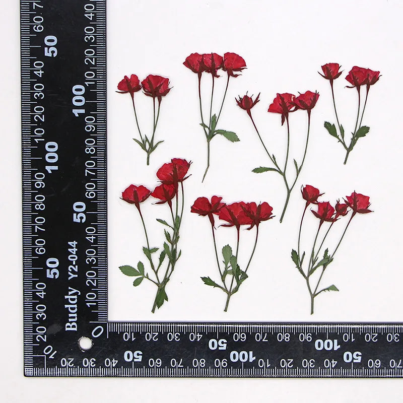 fleurs séchées rouge rose violet bleu jaune feuilles vertes décoration maison scrapbooking diy