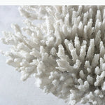 sculpture décorative corail blanc noir texture naturelle décorative sculptural base pierre noire moderne