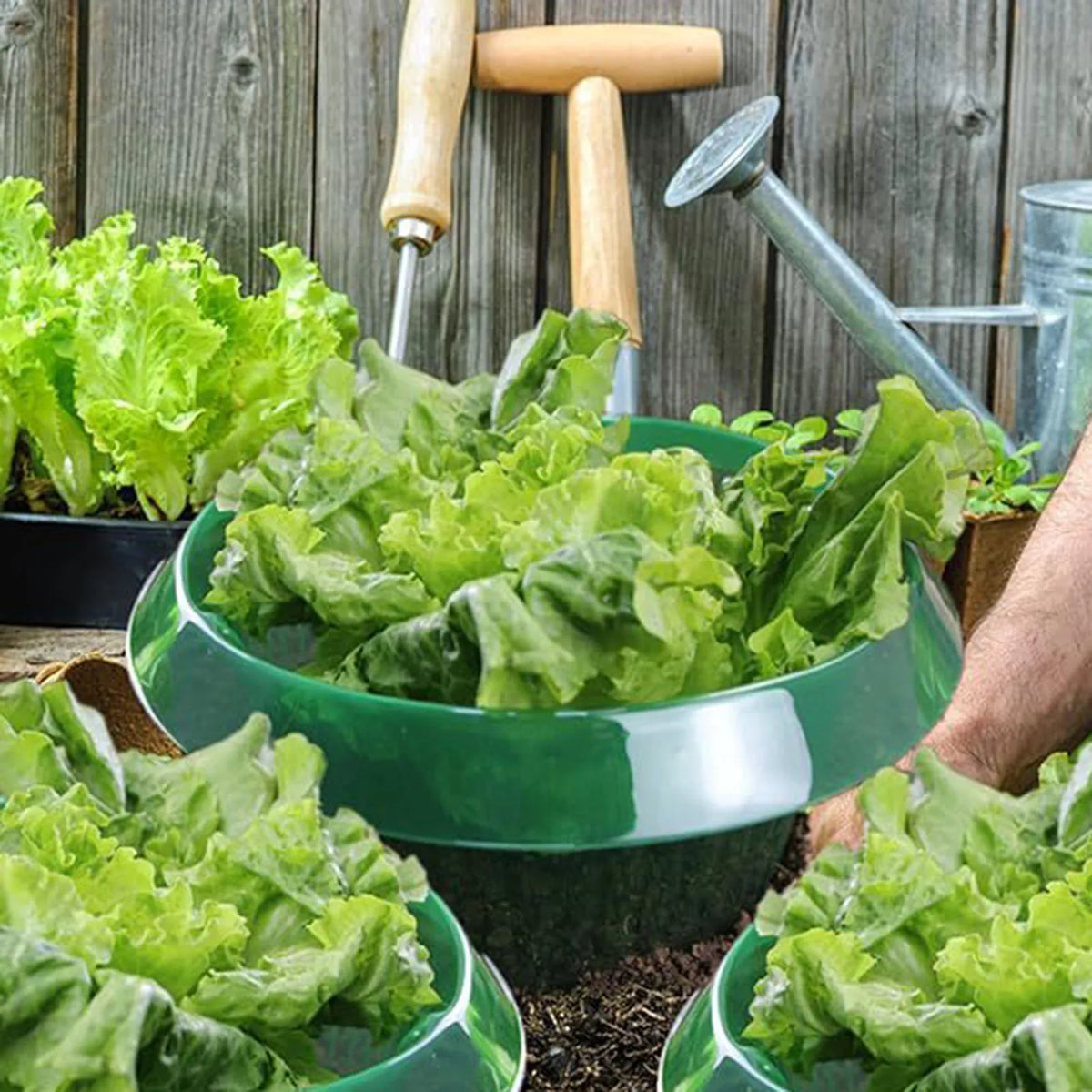 protège plantes cache pousses vert translucide protections limaces réutilisable simple pratique jardin 23cm 12cm