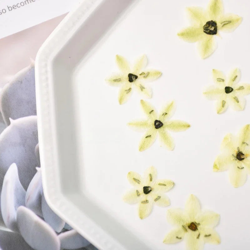 fleurs séchées décoratives vert clair jaune pâle naturelles miniatures décoration intérieure bricolage bijoux