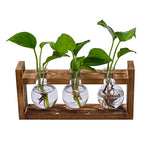 support plante bois vases verre transparent modernes plantes vertes decoration hydroponique minimaliste