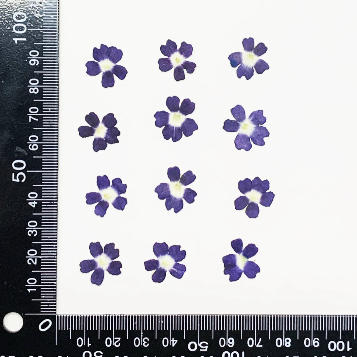 fleurs séchées violet rose blanc décor maison DIY craft nail art maquillage artisanales kit