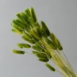 décoration intérieure bouquet fleurs sèches plumes modernes rose blanc vert pastel