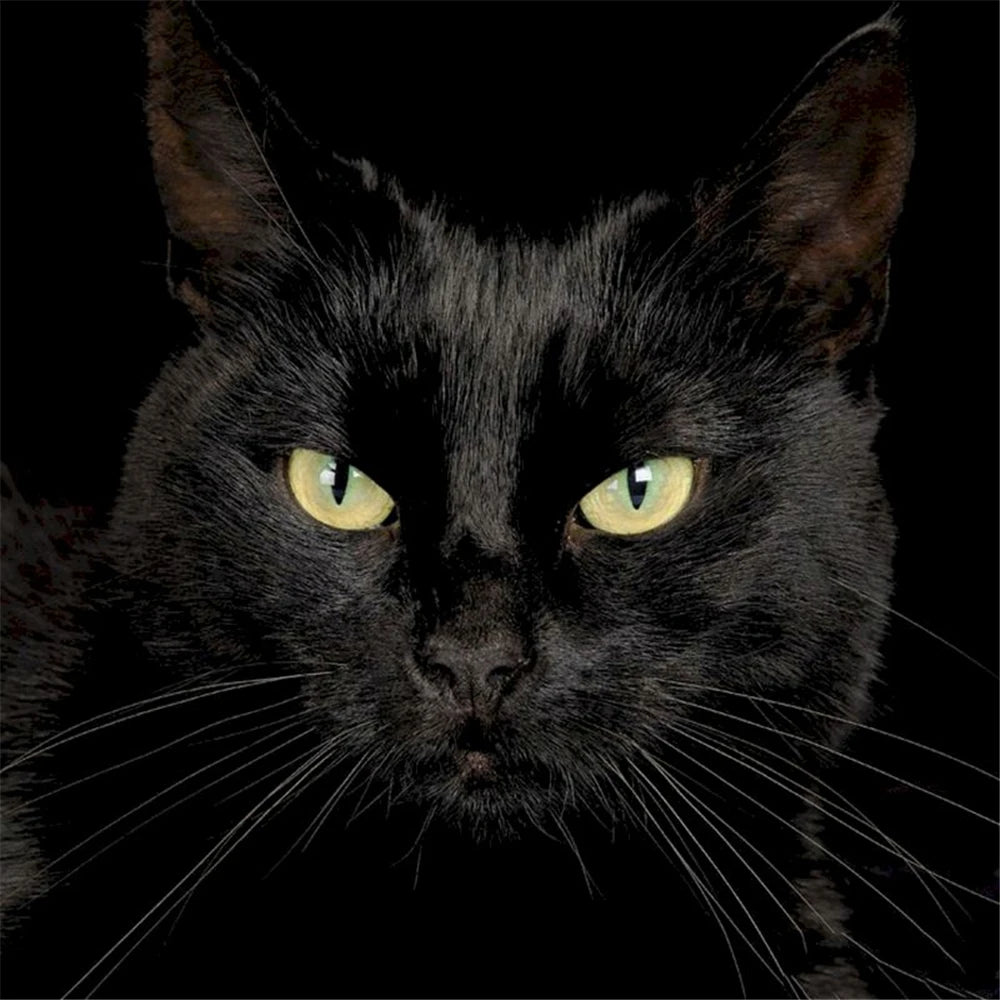 toile soluble point croix broderie chat noir coton 11ct kit fil needlework embroidery crafting