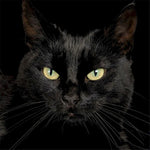 toile soluble point croix broderie chat noir coton 11ct kit fil needlework embroidery crafting
