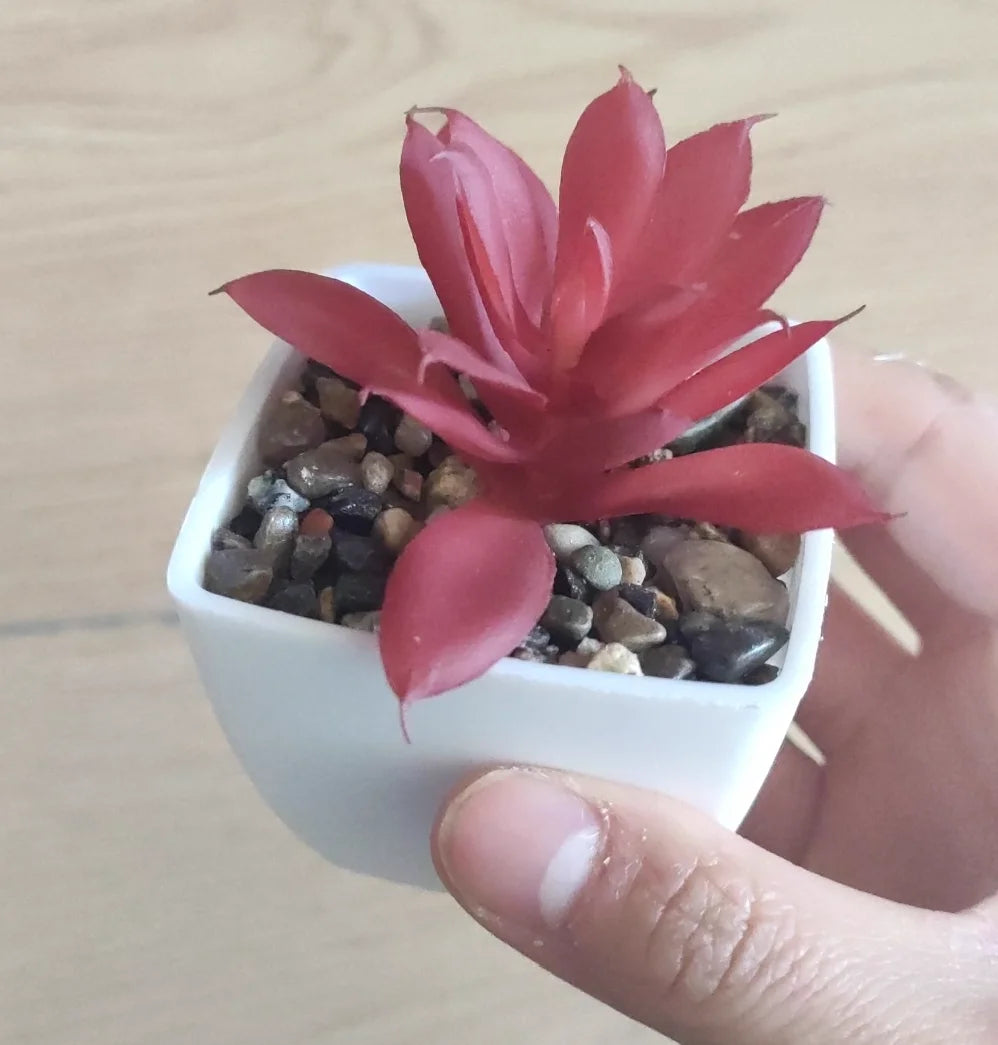 plantes succulentes artificielles vert rouge marron moderne minimaliste intérieur décoration maison