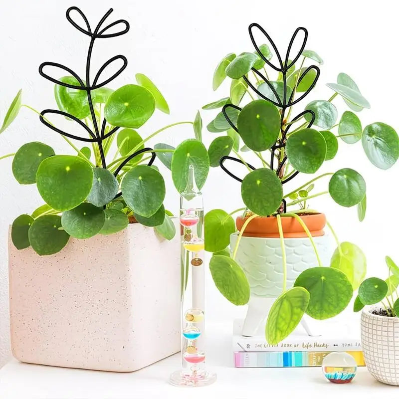 support plante hexagonnel moderne noir doré adhésif jardin intérieur extérieur geometrique