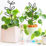 support plante hexagonnel moderne noir doré adhésif jardin intérieur extérieur geometrique