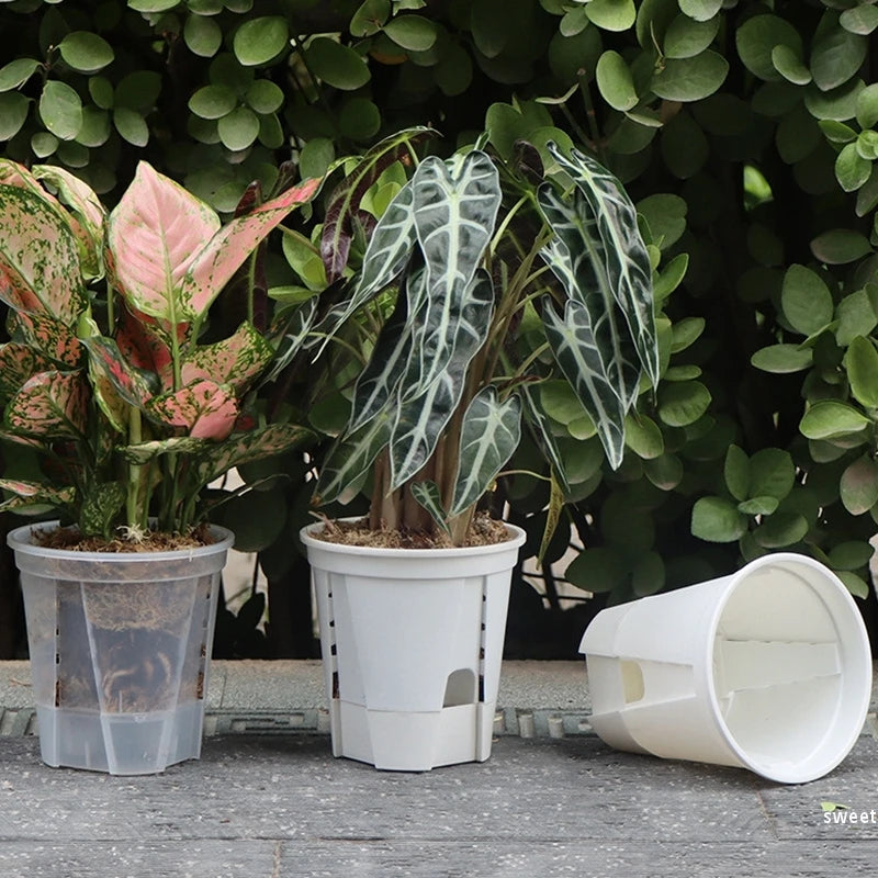 pots plante moderne auto arrosants transparents blancs hydroponiques lazy eyelets