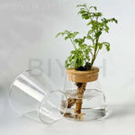 vases plantes verre transparent moderne minimaliste couvercle liège base bois
