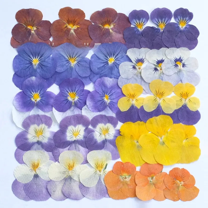 fleurs pressées violettes jaunes oranges decoration moderne assiette decoupe anniversaire intérieur maison