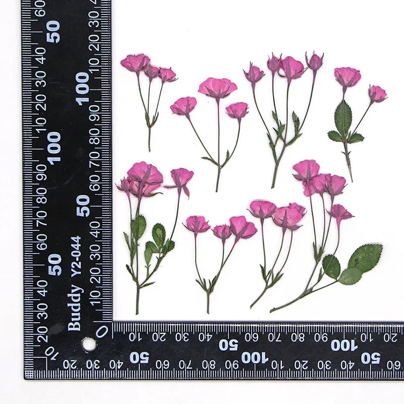 fleurs séchées rouge rose violet bleu jaune feuilles vertes décoration maison scrapbooking diy