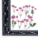fleurs séchées rouge rose violet bleu jaune feuilles vertes décoration maison scrapbooking diy